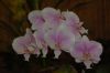 Orchideenausstellung-Bad-Salzuflen-2014-140302-DSC_0070.JPG