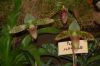 Orchideenausstellung-Bad-Salzuflen-2014-140302-DSC_0079.JPG
