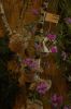 Orchideenausstellung-Bad-Salzuflen-2014-140302-DSC_0085.JPG