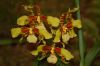 Orchideenausstellung-Bad-Salzuflen-2014-140302-DSC_0087.JPG