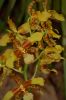 Orchideenausstellung-Bad-Salzuflen-2014-140302-DSC_0088.JPG