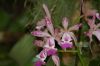 Orchideenausstellung-Bad-Salzuflen-2014-140302-DSC_0091.JPG