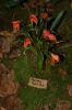Orchideenausstellung-Bad-Salzuflen-2014-140302-DSC_0095.JPG