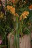 Orchideenausstellung-Bad-Salzuflen-2014-140302-DSC_0101.JPG