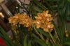 Orchideenausstellung-Bad-Salzuflen-2014-140302-DSC_0106.JPG