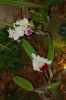 Orchideenausstellung-Bad-Salzuflen-2014-140302-DSC_0111.JPG