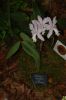 Orchideenausstellung-Bad-Salzuflen-2014-140302-DSC_0118.JPG