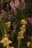 Orchideenausstellung-Bad-Salzuflen-2014-140302-DSC_0140.JPG