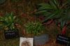 Orchideenausstellung-Bad-Salzuflen-2014-140302-DSC_0143.JPG