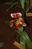Orchideenausstellung-Bad-Salzuflen-2014-140302-DSC_0146.JPG