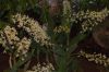 Orchideenausstellung-Bad-Salzuflen-2014-140302-DSC_0148.JPG