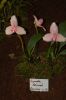 Orchideenausstellung-Bad-Salzuflen-2014-140302-DSC_0152.JPG