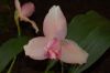 Orchideenausstellung-Bad-Salzuflen-2014-140302-DSC_0153.JPG