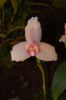 Orchideenausstellung-Bad-Salzuflen-2014-140302-DSC_0154.JPG
