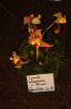 Orchideenausstellung-Bad-Salzuflen-2014-140302-DSC_0155.JPG