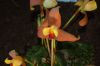 Orchideenausstellung-Bad-Salzuflen-2014-140302-DSC_0156.JPG