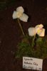 Orchideenausstellung-Bad-Salzuflen-2014-140302-DSC_0157.JPG
