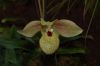 Orchideenausstellung-Bad-Salzuflen-2014-140302-DSC_0160.JPG
