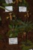 Orchideenausstellung-Bad-Salzuflen-2014-140302-DSC_0161.JPG