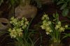 Orchideenausstellung-Bad-Salzuflen-2014-140302-DSC_0163.JPG