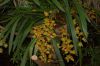 Orchideenausstellung-Bad-Salzuflen-2014-140302-DSC_0164.JPG