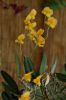 Orchideenausstellung-Bad-Salzuflen-2014-140302-DSC_0170.JPG