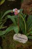 Orchideenausstellung-Bad-Salzuflen-2014-140302-DSC_0177.JPG
