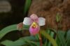 Orchideenausstellung-Bad-Salzuflen-2014-140302-DSC_0178.JPG