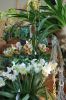 Orchideenausstellung-Bad-Salzuflen-2014-140302-DSC_0181.JPG