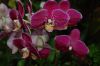 Orchideenausstellung-Bad-Salzuflen-2014-140302-DSC_0182.JPG