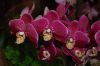 Orchideenausstellung-Bad-Salzuflen-2014-140302-DSC_0183.JPG