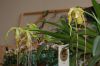 Orchideenausstellung-Bad-Salzuflen-2014-140302-DSC_0184.JPG