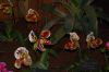 Orchideenausstellung-Bad-Salzuflen-2014-140302-DSC_0186.JPG