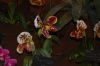 Orchideenausstellung-Bad-Salzuflen-2014-140302-DSC_0187.JPG