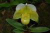Orchideenausstellung-Bad-Salzuflen-2014-140302-DSC_0190.JPG