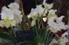 Orchideenausstellung-Bad-Salzuflen-2014-140302-DSC_0194.JPG
