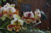 Orchideenausstellung-Bad-Salzuflen-2014-140302-DSC_0195.JPG