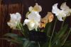 Orchideenausstellung-Bad-Salzuflen-2014-140302-DSC_0198.JPG