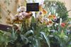 Orchideenausstellung-Bad-Salzuflen-2014-140302-DSC_0199.JPG
