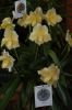 Orchideenausstellung-Bad-Salzuflen-2014-140302-DSC_0200.JPG