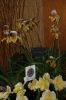 Orchideenausstellung-Bad-Salzuflen-2014-140302-DSC_0201.JPG
