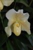 Orchideenausstellung-Bad-Salzuflen-2014-140302-DSC_0204.JPG