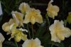 Orchideenausstellung-Bad-Salzuflen-2014-140302-DSC_0205.JPG