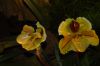 Orchideenausstellung-Bad-Salzuflen-2014-140302-DSC_0206.JPG