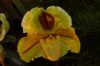 Orchideenausstellung-Bad-Salzuflen-2014-140302-DSC_0207.JPG