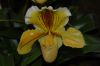Orchideenausstellung-Bad-Salzuflen-2014-140302-DSC_0208.JPG