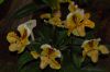 Orchideenausstellung-Bad-Salzuflen-2014-140302-DSC_0209.JPG