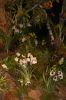 Orchideenausstellung-Bad-Salzuflen-2014-140302-DSC_0217.JPG