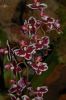 Orchideenausstellung-Bad-Salzuflen-2014-140302-DSC_0220.JPG