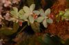 Orchideenausstellung-Bad-Salzuflen-2014-140302-DSC_0223.JPG